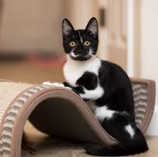 ‪20 Surprising Cat Facts You've Never Heard‬‏