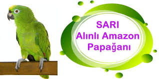 Sari Alinli Amazon Papagani Satilik 2020 Papaganlar Papagan Amazonlar