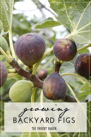 We'll handle everything, from initial concept and shooting through to final delivery. Growing Backyard Figs Growing Fig Trees Fruit Garden Growing Fruit Trees
