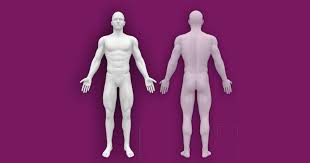 Huge collection, amazing choice, 100+ million high quality, affordable rf and rm images. Interactive Human Anatomy Figure Front Back