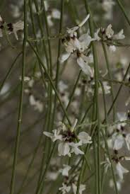 Image result for Retama monosperma