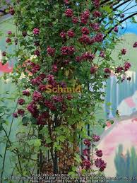 The large, rich pink blossoms look fabulous scrambling through a climbing rose such as 'new dawn.' pruning group 3. Clematis 2015 Rosen Forum Garten Forum Schmid Gartenforum