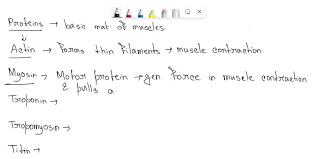 Frontiers | Life Without Double-Headed Non-Muscle Myosin Ii Motor Proteins