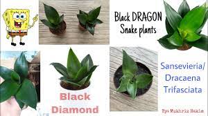 Sansevieria propagation in water & how to care for the cuttings. How To Grow Black Dragon Snake Plants Sansevieria Best Indoor Plants For Air Purification Youtube