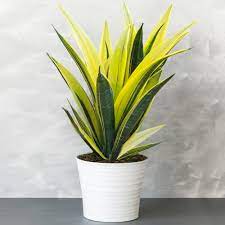 Wejdź i znajdź to, czego szukasz! Sansevieria Golden Flame Snake Plant Best Indoor Plants 30 40cm With Pot 5059442011339 Ebay
