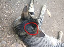 I agree with leslie while a cat has thinner hair on the ears there shoul not have bald spots. Hair Loss On Stray Cat S Head Behind Ears Pets Stack Exchange