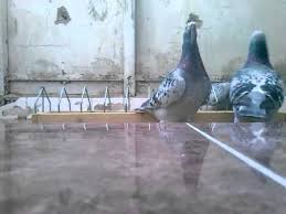 Design nou noua versiune listă nouă reducere magazin oficial san francisco cumpar. Porumbei Voiajori Standard De Vanzare Youtube