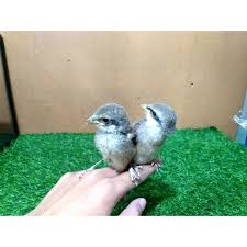 Distributor resmi cendet/pentet banyuwangi /jatim. Harga Cendet Jawa Timur Terbaru Juli 2021 Biggo Indonesia