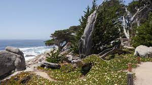Amie and i have been coming. 17 Mile Drive Sehenswurdigkeiten Kosten Dauer Offnungszeiten
