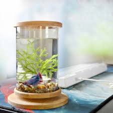 The most common betta fish bowl material is ceramic. 1pcs Glass Betta Fish Tank With Bamboo Base Dexter S World