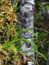 Image result for Lellingeria oosora