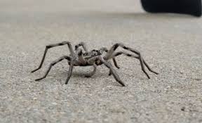 Maybe you would like to learn more about one of these? Wolf Spiders Are Popping Up In Denver Metro
