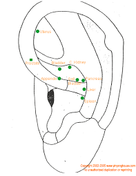 auricular acupuncture abdominal and urogenital points