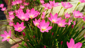 Furthermore, flowers seem to have special effects that other gifts don't have. Sunday Morning Start With Flowers Blockchan Goldvoice Club