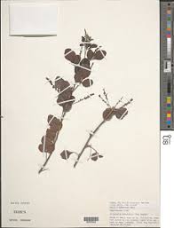 Image result for Allophylus rubifolius