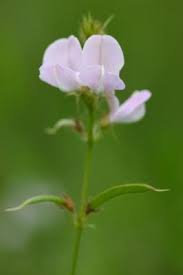 Image result for Tephrosia polystachya
