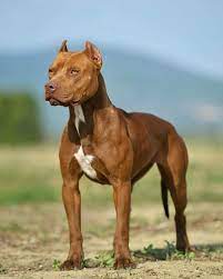 pin on american pit bull terrier