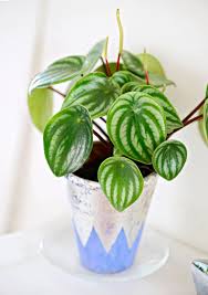 Bathroom plants make it easy to create a misty, indoor oasis. 11 Plants That Will Grow Better In Your Bathroom Better Homes Gardens