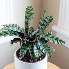 Check spelling or type a new query. Rattlesnake Plants Care Growing Guide