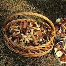 Image result for Boletus badius