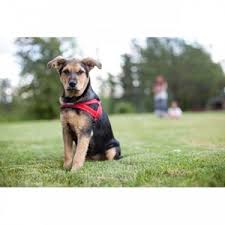 Ezydog Quick Fit Kopek Gogus Tasmasi X Large Kahverengi Ezydog Tasma Fiyatlari