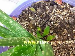 Aloe vera bakımı oldukça kolay bir bitki. Aloe Vera Bitkisi Yetistirme Bakimi Cogaltma Ucretsiz Fide Plant Home