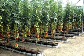 Infinite Tomatoes Via Hydroponics In 2021 Hydroponic Farming Vertical Farming Greenhouse Farming