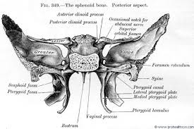 Pin On Neuroanatomy