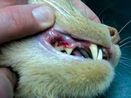 Once balance is established in the whole system, everything else will slip back into a natural order, including your cat's dental health. Dental Disease In Cats International Cat Care
