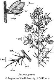 Image result for Ulex