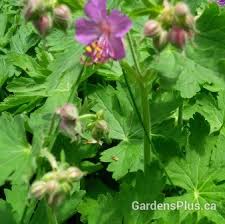 They are quite effective as underplantings for trees and shrubs, as well as choking weeds in garden areas that are. Cranesbill Bevans Variety Gardens Plus