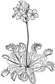 Free Venus Flytrap Coloring Pages Printable Venus Fly Trap Coloring Pages Venus Flytrap Tattoo