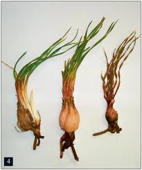 Image result for Cyphostemma hereroense