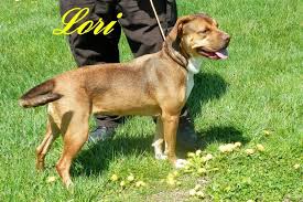 Adopt Lori On Petfinder Animal Snacks Shelter Dogs Dog Adoption