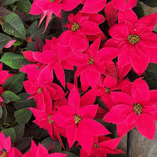 Image result for Euphorbia pulcherrima