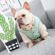 French bulldog hoodies are handmade custom organic specialty frenchie clothing made specifically for french bulldogs unique sizing and health needs. Frenchie Quilted Padded Vest 4 Colours Available Sizes From Medium To Xxl See Sizing Guide In P Bulldog Clothes French Bulldog Clothes Small Dog Clothes