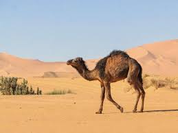 They also make a rumbling i would think it was the camels since they are known to recognize a person who has hurt it years later and seek revenge. Camel Facts Habitat Behavior Diet