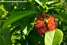 Image result for Combretum fuscum