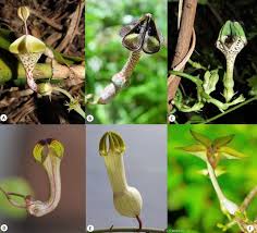 Image result for Ceropegia schultzei