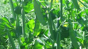 感謝大家對蔬特羅豌豆蛋白的支持，感恩募資期間收到的很多支持與鼓勵。 蔬特羅 true terral 豌豆分離蛋白9大特色#. è·å…°è±†æ˜¯è±Œè±†å— å'è´¢å†œä¸šç½'