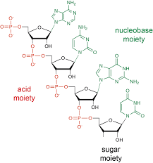 Image result for Nucleic Acid