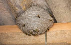 If you see critters or wildlife holes under your deck or tearing up your lawn call our highly trained animal control service denver co. Stinging Insect Control Pest Management Services In Denver Co