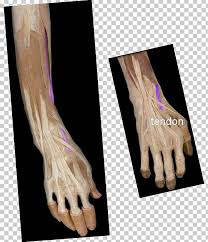 Check spelling or type a new query. Finger Extensor Digitorum Muscle Extensor Pollicis Longus Muscle Extensor Pollicis Brevis Muscle Flexor Pollicis Longus Muscle