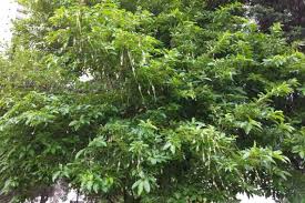 Image result for Citharexylum
