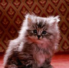 3x long haired and 1x short haired we have a gorgeous litter of four kittens who are almost over 7 weeks old. Long Haired Silver Tabby Kitten Novocom Top