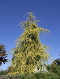 Image result for Cupressus macrocarpa