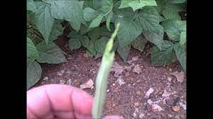 Check spelling or type a new query. Bean Burpee Stringless 26may13 Youtube