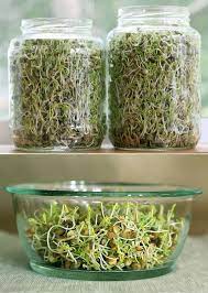 How To Sprout Lentils Raw Food Recipes Sprouts Plants