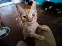What vaccines do indoor cats need. Cats Even Indoor Ones Need Regular Shots And Vet Visits They Re Great At Hiding Illness Crescent City Community News Nola Com