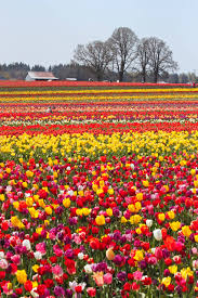 Wooden Shoe Tulip Festival Woodburn Or Woodenshoe Com Tulip Fields Beautiful Flowers Garden Beautiful Landscapes